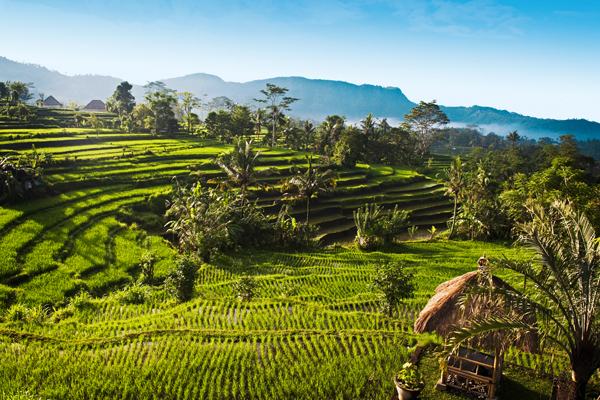 Riisipelto Balilla