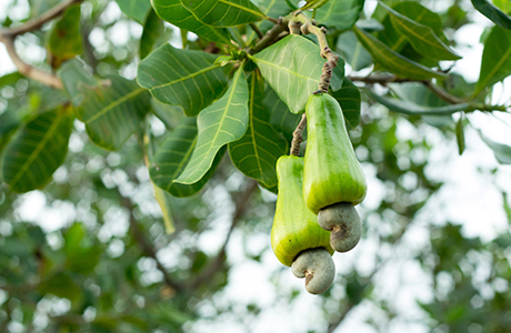 Cashew-omena, josta kasvaa cashew-pähkinöitä