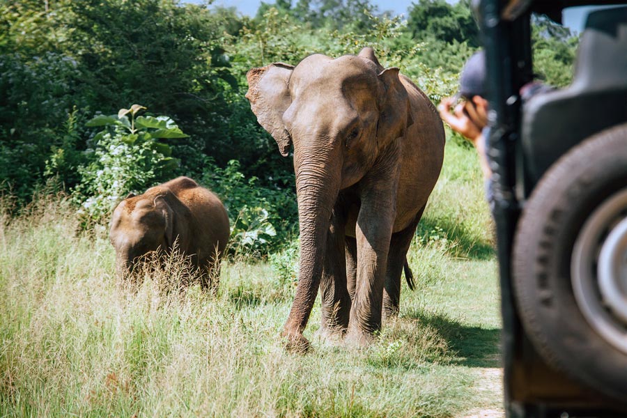 Elefantteja Udawalawen kansallispuistossa