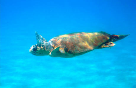 Merikilpikonna luonnollisessa elinympäristössään