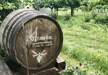 Perhe Grabovacin viinitila Imotskin kylässä