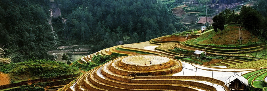 Riisipelto Vietnamissa