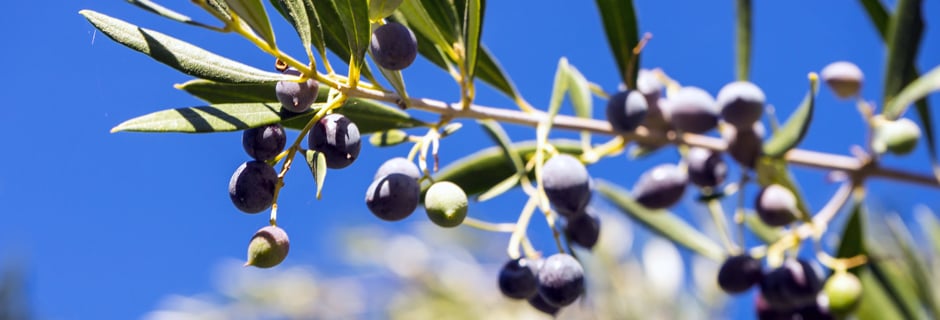 Kreikkalaiset oliivit